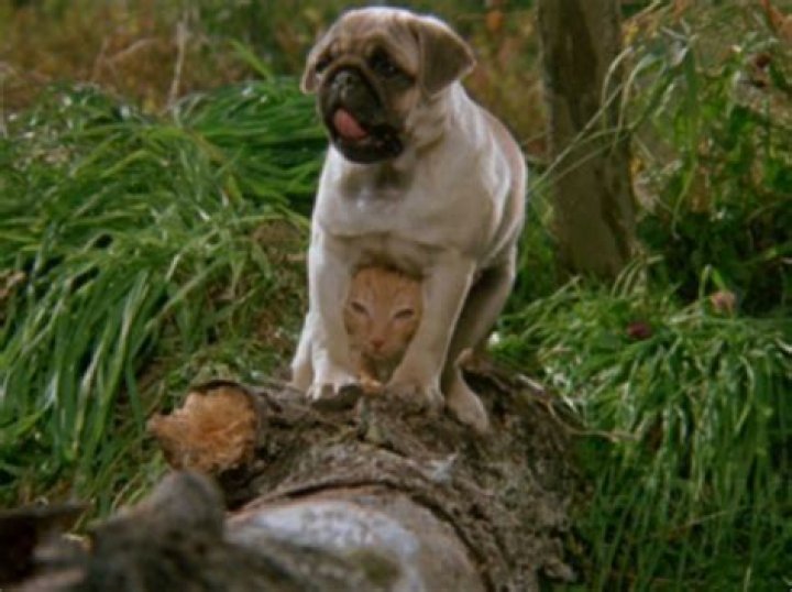 "Milo And Otis" Animal Cruelty Exposed