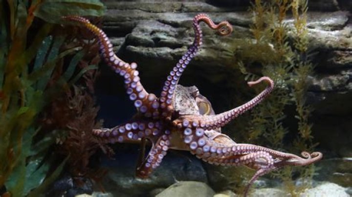 This Is The Biggest Octopus Ever Caught On Camera ·