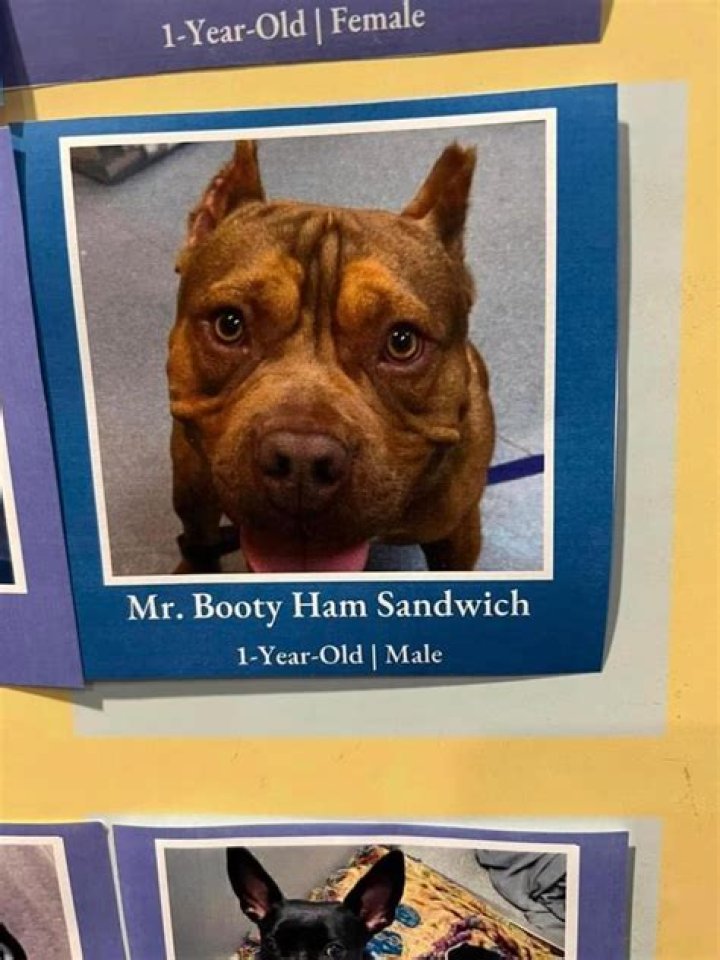 Unveiling The Enigma Of "Mr. Booty Ham Sandwich Dog": Discoveries And Insights Within