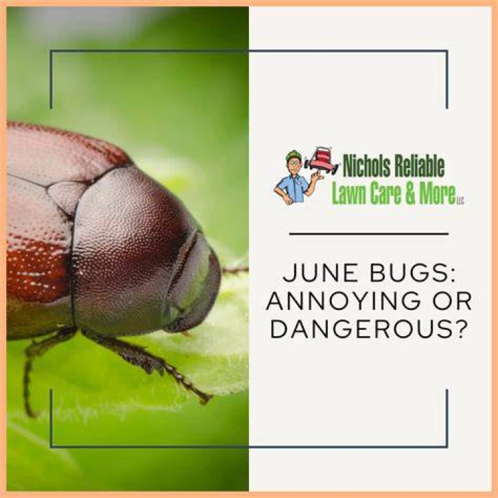 Why cant June bugs fly right? Celebrity ·